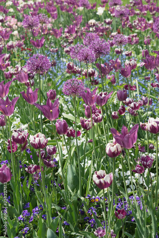 Blumenbeet mit lila und weißen Tulpen und Zierlauch