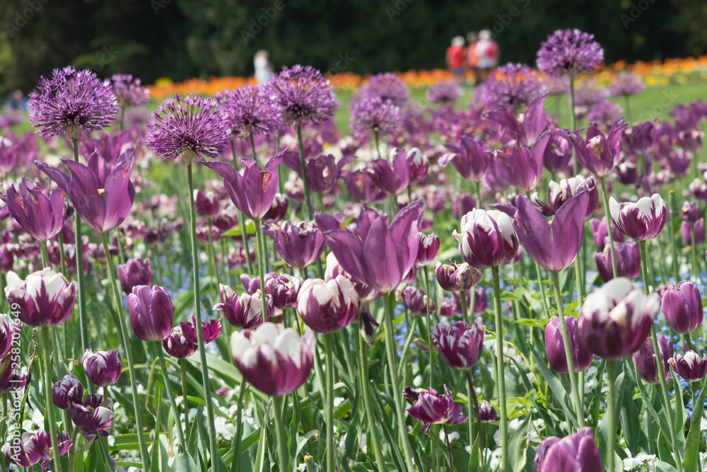 Blumenbeet mit lila und weißen Tulpen und Zierlauch