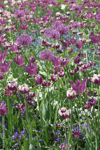 Blumenbeet mit lila und wei  en Tulpen und Zierlauch
