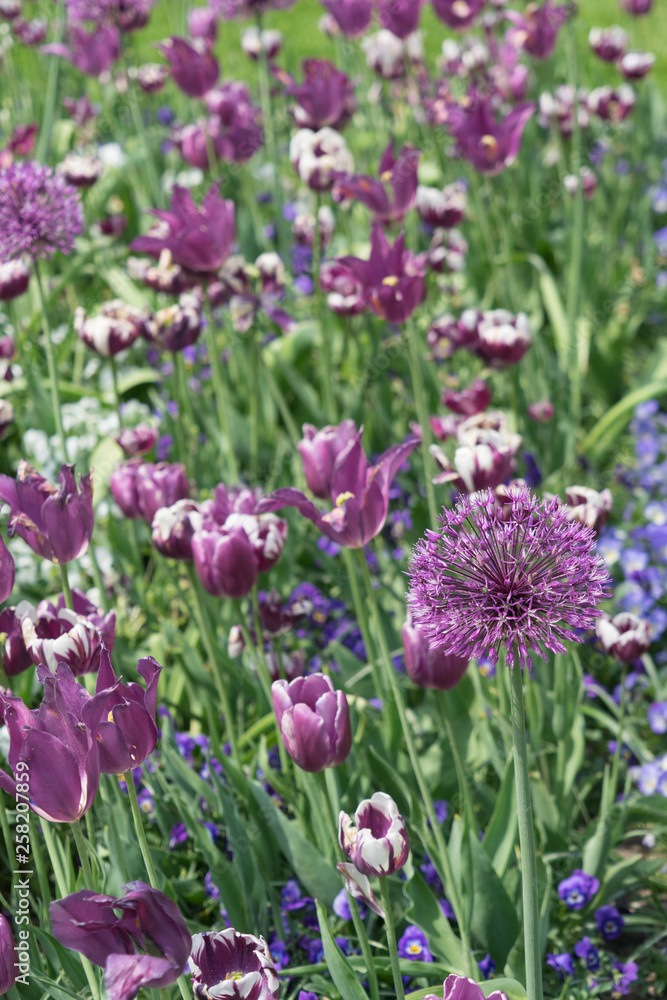 Blumenbeet mit lila und weißen Tulpen und Zierlauch Blumenbeet mit lila und weißen Tulpen und Zierlauch