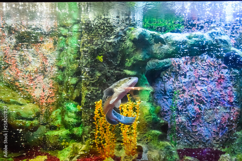 Fototapeta Naklejka Na Ścianę i Meble -  Fish in the aquarium of aquarium,