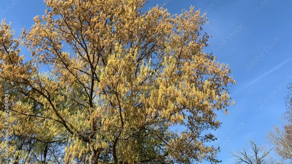 Oak tree pollen hanging from the tree Oak tree pollen hanging from the tree