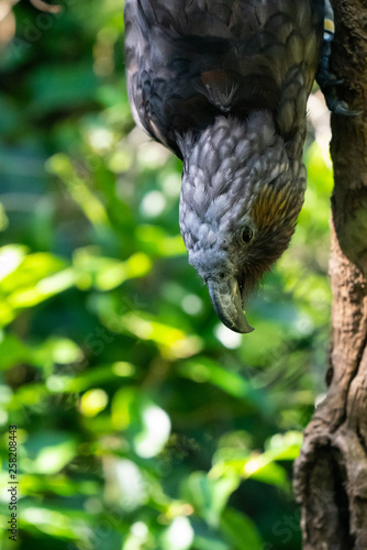 New Zealand Kaka bird photo