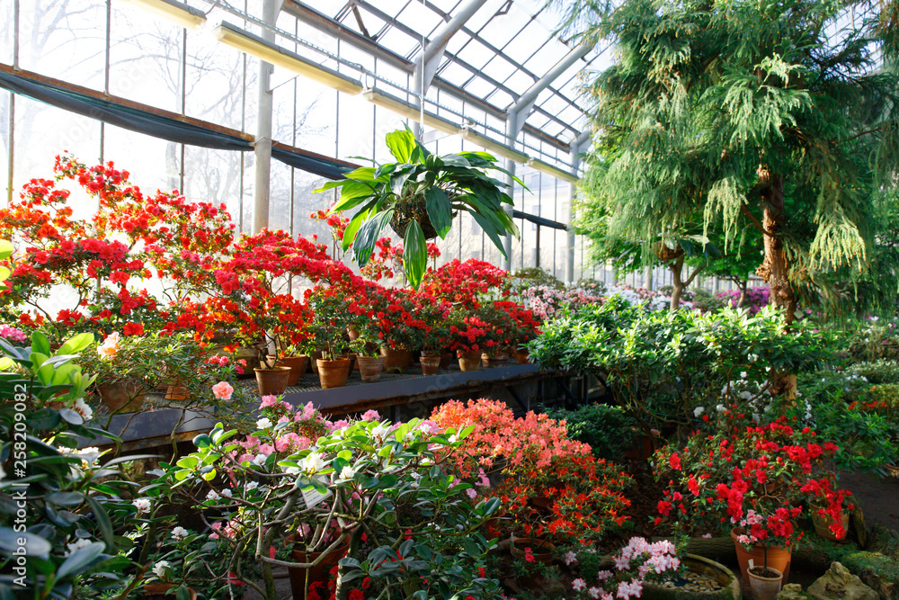 Closeup of flowering colourful Azaleas in greenhouse in sunny day with beautiful light. Blooming Rhododendrons indoors. Spring mood, nature concept
