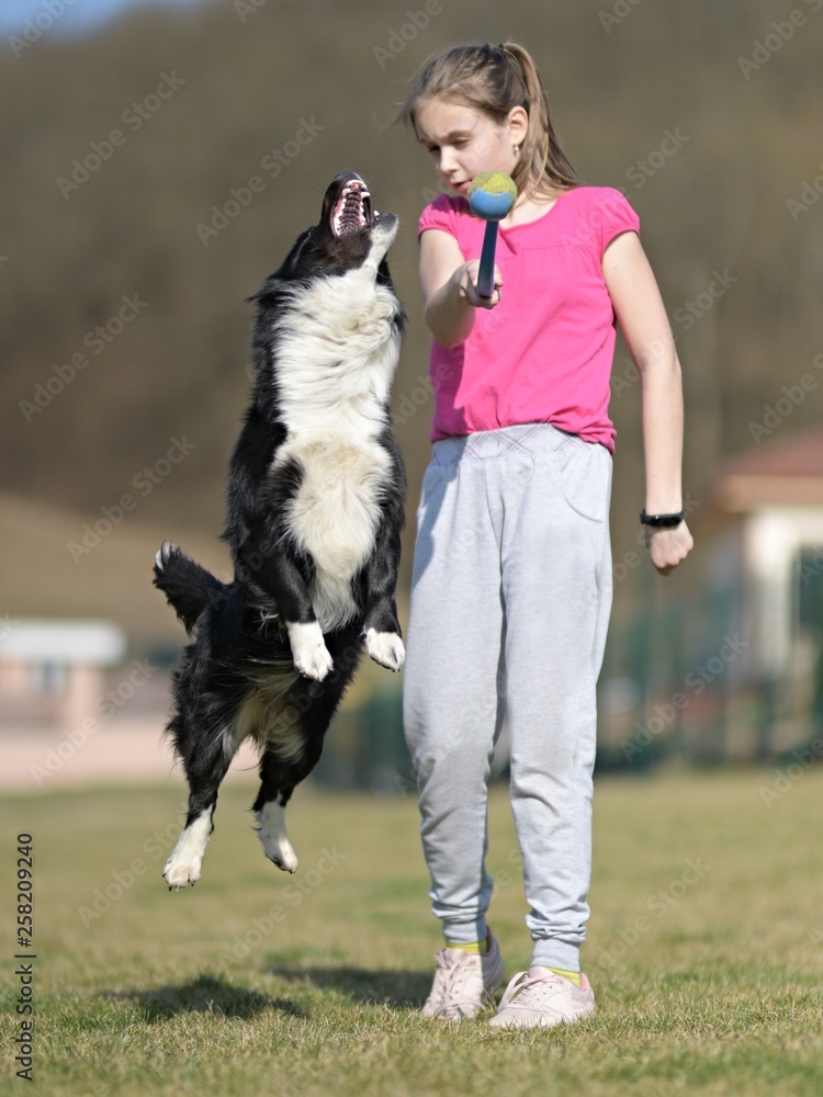 Border Collie dog. Stroll. Plays. Jumps. Border Collie dog. Stroll. Plays. Jumps.
