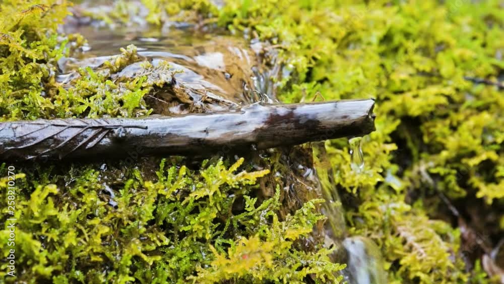 Close-up slow motion cascade stream surrounded by green and petrified moss. High mineral content in mountain water Close-up slow motion cascade stream surrounded by green and petrified moss. High mineral content in mountain water