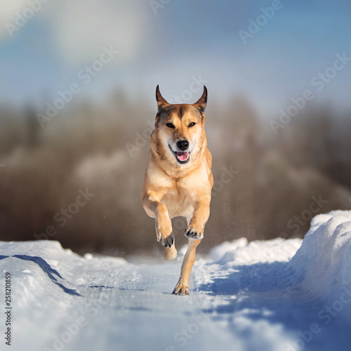 Stray dog that lives on the street. Mongrel in the snow © Alexandr