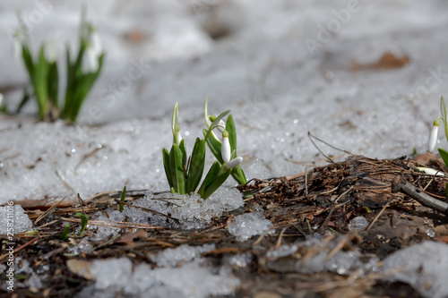 Delicate white snowdrops sprout through the melting snow and dry leaves in the spring.