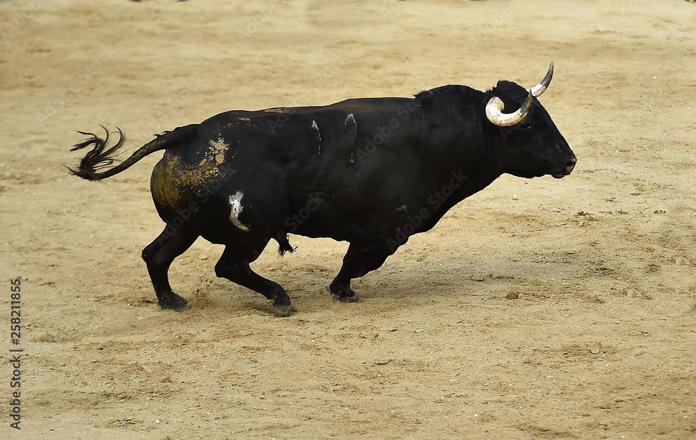 toro grande en españa toro grande en españa