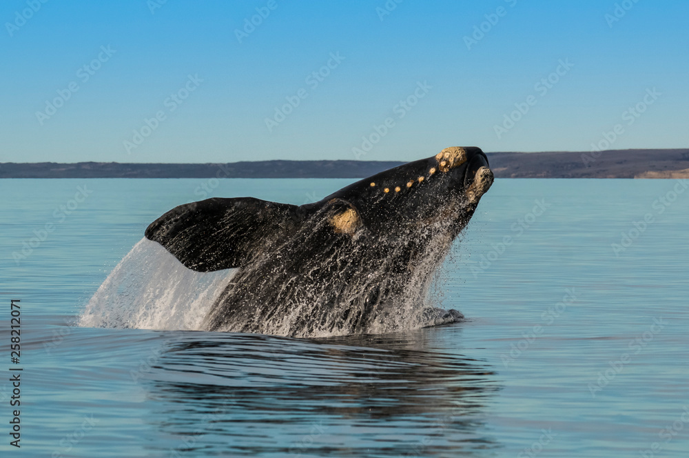 Fototapeta premium Southern right whale,jumping behavior, Puerto Madryn, Patagonia, Argentina