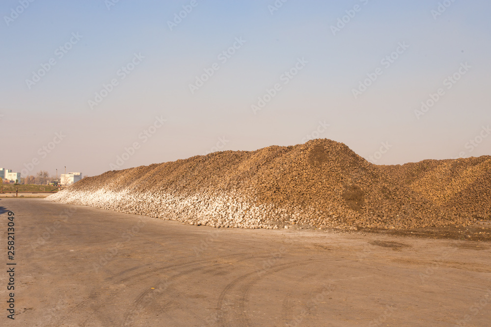 The theme of agriculture and food production. Warehouse sugar beet at the plant a large pile outside the premises of a sunny day against the sky.