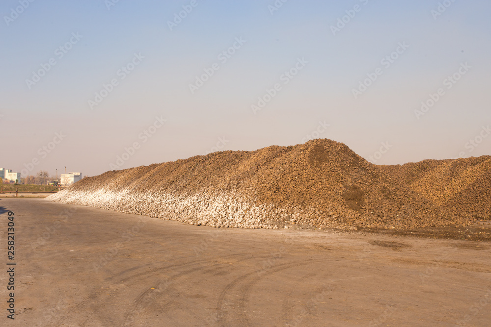 The theme of agriculture and food production. Warehouse sugar beet at the plant a large pile outside the premises of a sunny day against the sky. The theme of agriculture and food production. Warehouse sugar beet at the plant a large pile outside the premises of a sunny day against the sky.