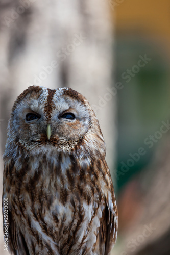 Up Close With a Barred Owl