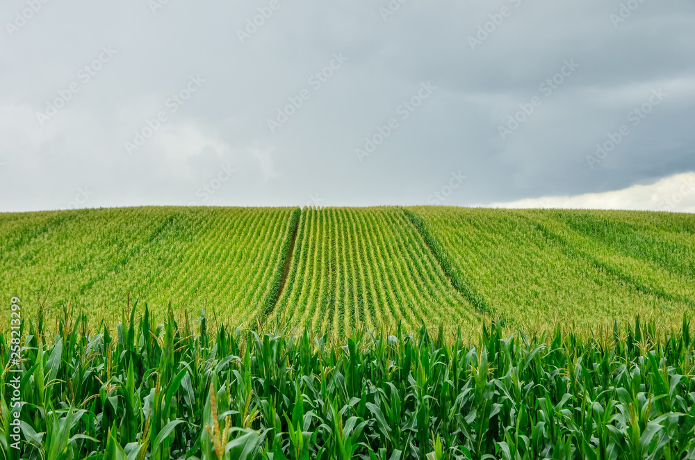 Green corn field in summer. Wide angle view. Green corn field in summer. Wide angle view.