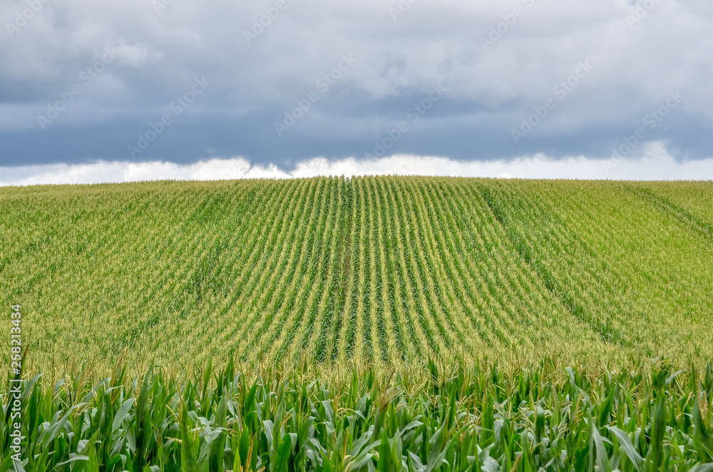 Green corn field in summer. Wide angle view. Green corn field in summer. Wide angle view.