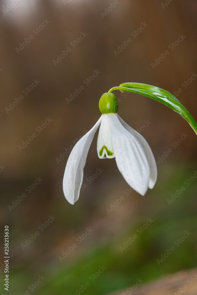 Galanthus nivalis, the snowdrop or common snowdrop Galanthus nivalis, the snowdrop or common snowdrop
