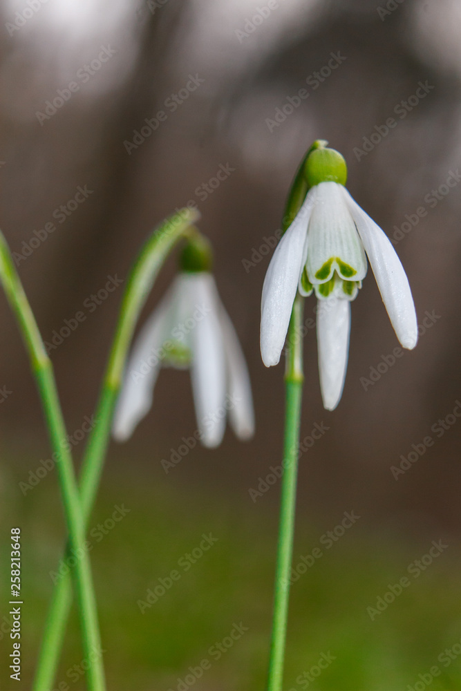 Galanthus nivalis, the snowdrop or common snowdrop Galanthus nivalis, the snowdrop or common snowdrop