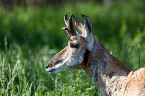 Antelope Profile