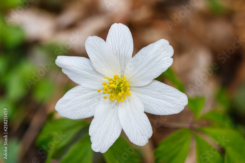 windflower Anemone nemorosa