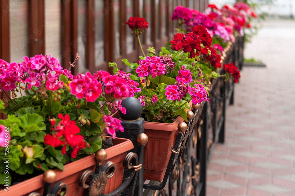 red, white, pink flowers in flowerpots near building and sidewalk at street