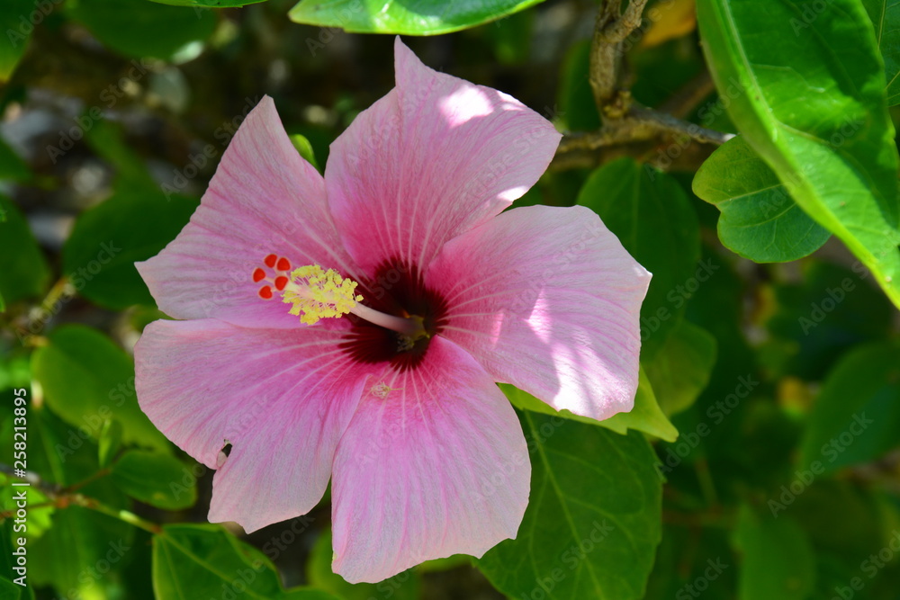 Fleur d'Hibiscus Livingston Guatemala Fleur d'Hibiscus Livingston Guatemala