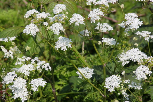 Several Anthriscus sylvestris ( Cow Parsley ) umbels with green foliage background photo