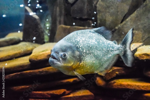 Foto Red bellied piranha Pygocentrus nattereri