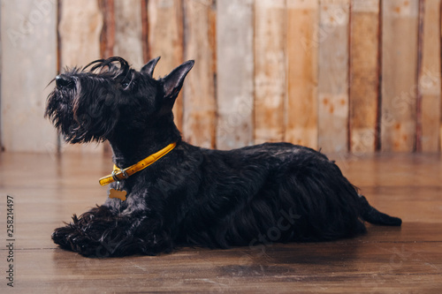 Scottish terrier puppy is posing in studio on wooden background
