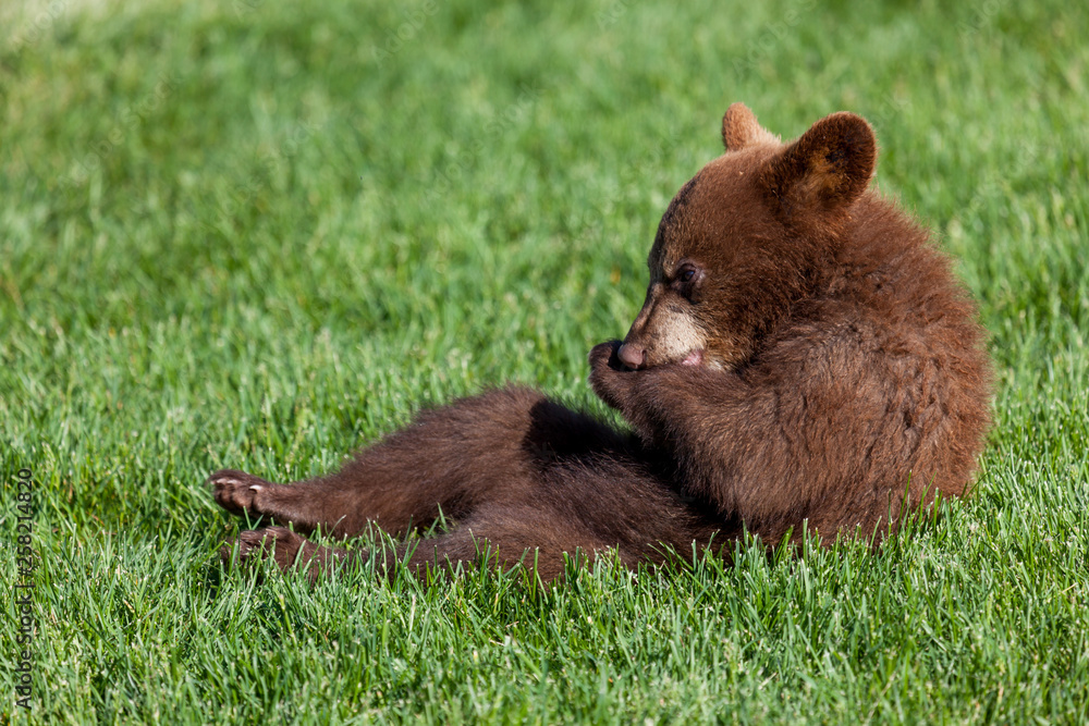Baby Brown Bear Baby Brown Bear