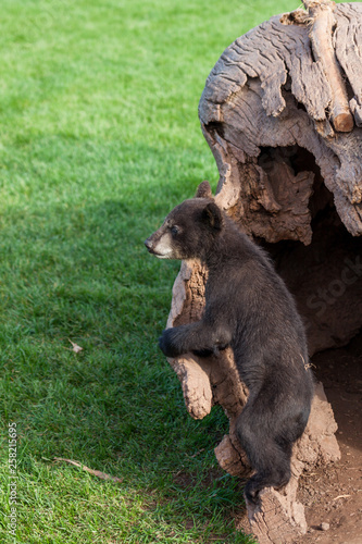 Curious Baby Black Bear