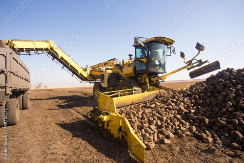 The theme of agriculture outdoor. A yellow loader transports sugar beet crops to a truck in a field on a sunny day against a blue sky.