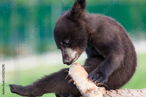 Baby Bear Holding a Branch