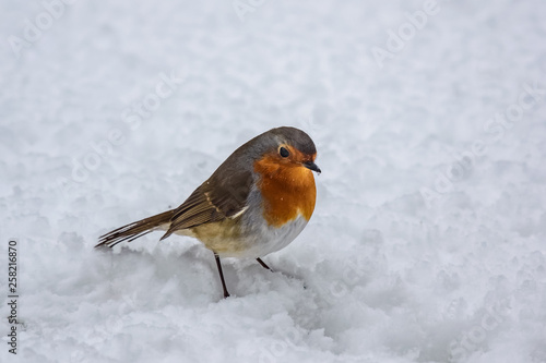 A European Robin (Erithacus rubecula) in the snow. The bird is standing still, with a flake of snow on the end of its beak. © David