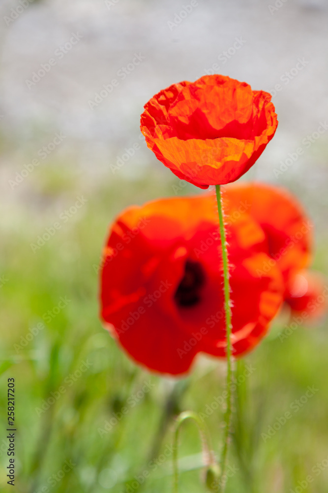 Naklejka premium field of poppies
