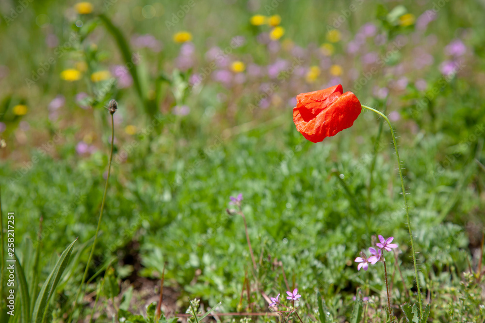 red poppies in a field