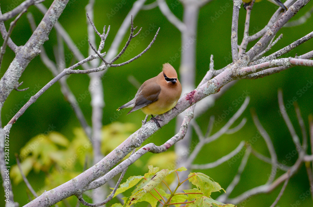 Obraz premium Cedar Waxwing Bird perched on Barren dead tree branch 