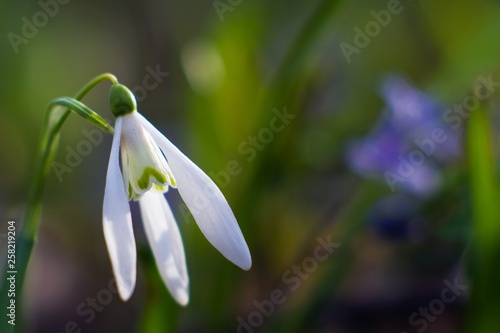 common snowdrop flower, Galanthus nivalis, enjoys bright sunshine on early spring day, tender colorful blurred background close-up photo