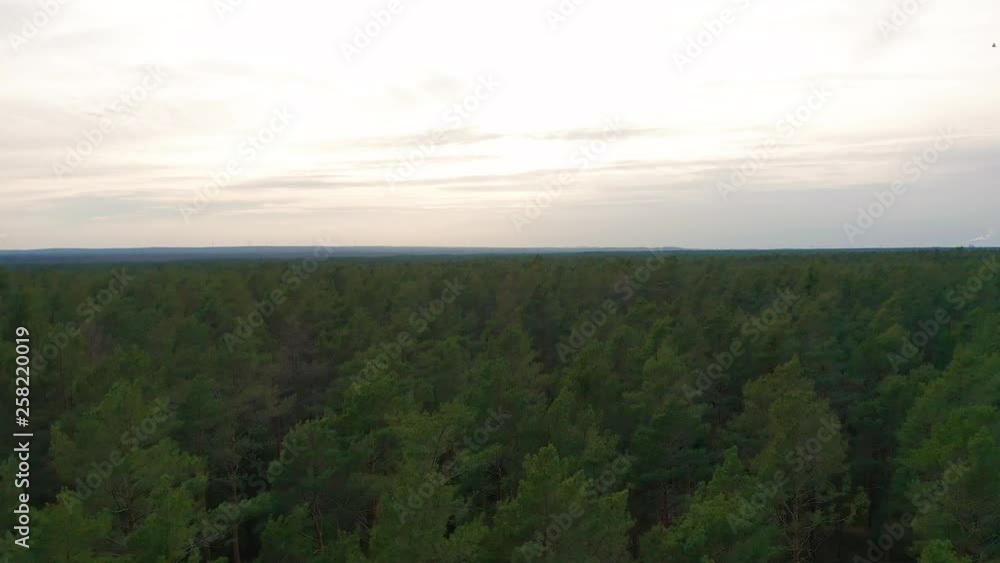 Aerial View. Flying over the beautiful sunny forest trees. Aerial View. Flying over the beautiful sunny forest trees.