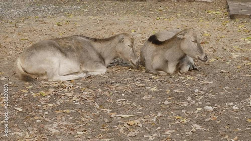Two hornless deer sleep lying on the ground in the fall photo