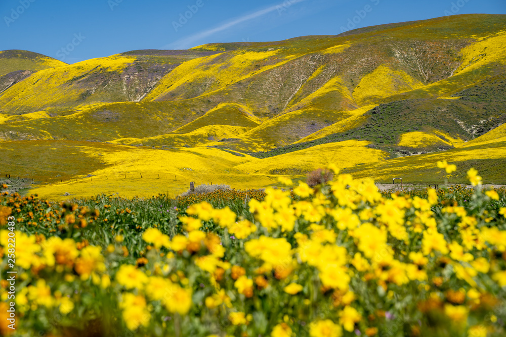 Carrizo Plain National Monument during the California 2019 superbloom. Intentionally defocused hillside daisy wildflowers in foreground