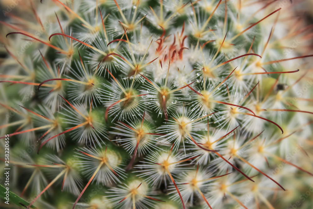 Cactus Cactus