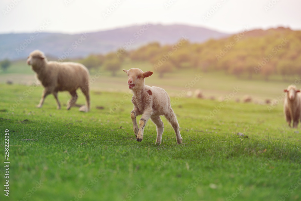 Cute little lamb on fresh spring green meadow during sunrise Cute little lamb on fresh spring green meadow during sunrise