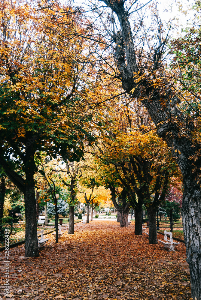 Autumn park with golden trees