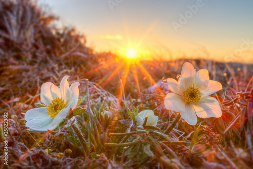 Beautiful wild flowers Dryad (Dryas) on sunset background. Blooming white flowers in the tundra and bright sunshine. Good spring mood. Early summer in the Arctic. Chukotka, Siberia, Far East Russia.