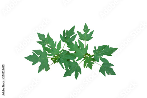 Top view of Papaya seedlings isolated on white background included clipping path.