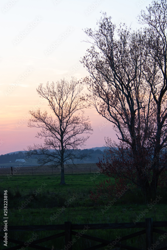 sunset in forest