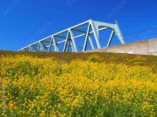 菜の花咲く土手とツクバエクスプレスの鉄橋 © smtd3
