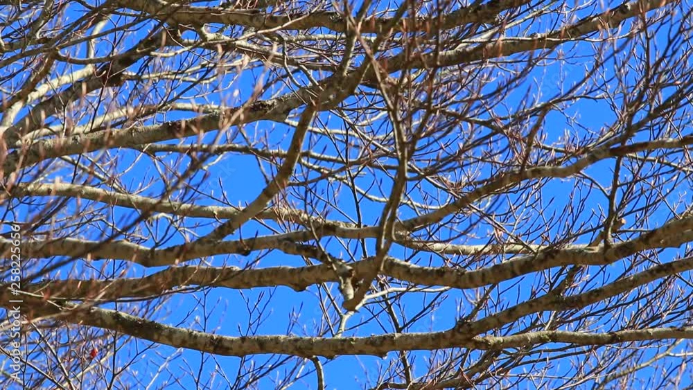 background of tree branches waved by the wind background of tree branches waved by the wind