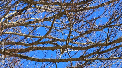 background of tree branches waved by the wind