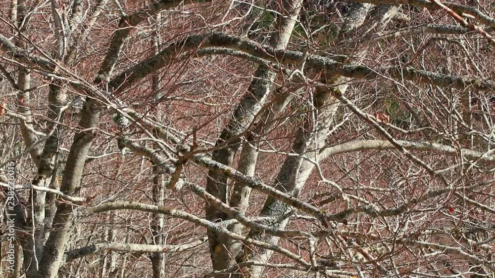 background of tree branches waved by the wind background of tree branches waved by the wind